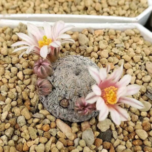 白斜子仙人球 Solisia pectinata