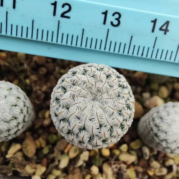 白斜子仙人球 Solisia pectinata：圖片 3