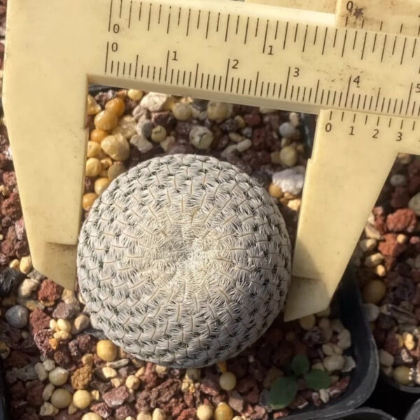 白斜子仙人球 Solisia pectinata：圖片 2