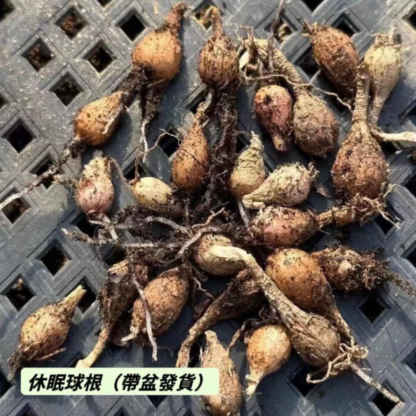 毛葉苔花石蒜 (Strumaria villosa)：圖片 4