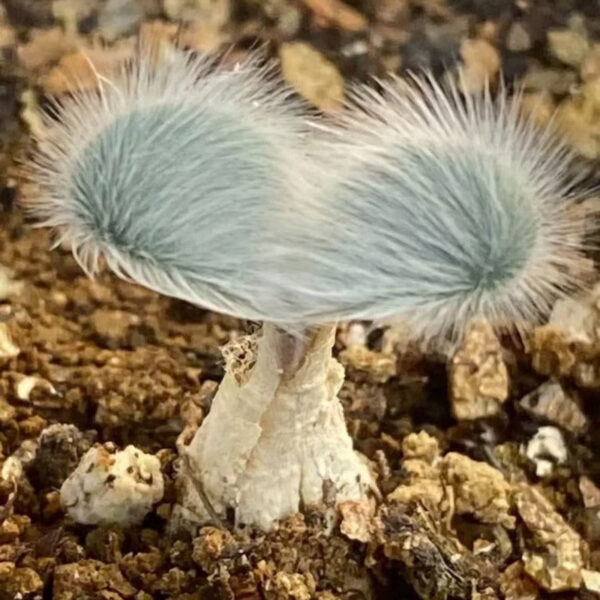 毛葉苔花石蒜 (Strumaria villosa)