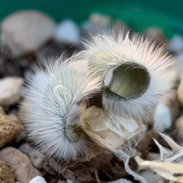 毛葉苔花石蒜 (Strumaria villosa)：圖片 2