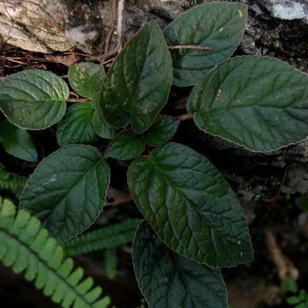 銹色蛛毛苣苔 Paraboea rufescens (Franch.) Burtt.：圖片 2