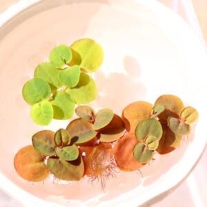红根浮球, 红浮萍, 红毛丹浮萍  Red Root Floater (Phyllanthus fluitans) (3份包含12 - 18片葉子)