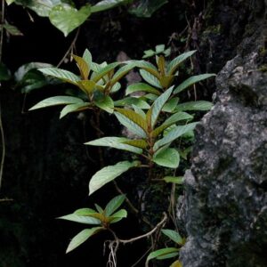 錐序蛛毛苣苔 Paraboea swinhoii (Hance) Burtt