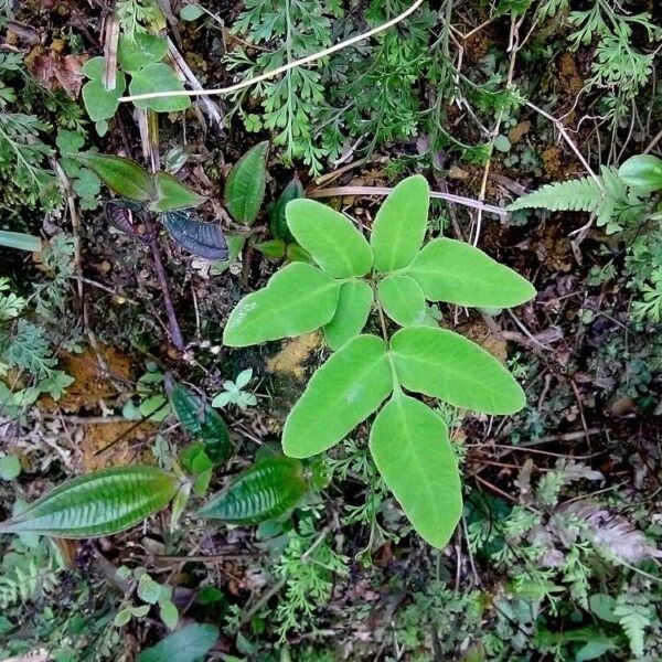 紫萁,貓蕨,紫萁苗,紫萁贯众 Asian Royal Fern (Osmunda japonica)