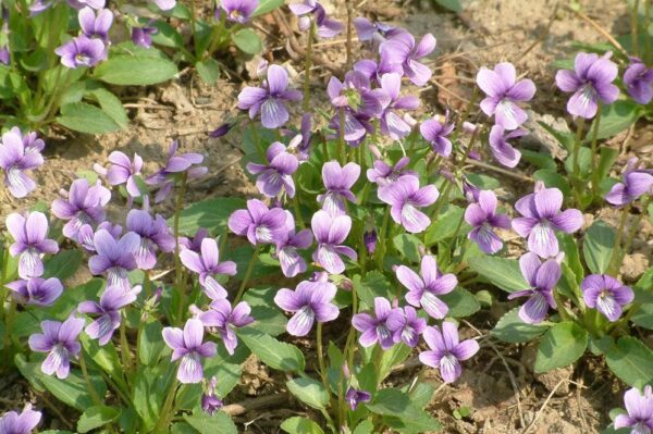 紫花地丁 Viola Philippica (Viola yedoensis)：圖片 4