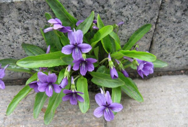 紫花地丁 Viola Philippica (Viola yedoensis)：圖片 6