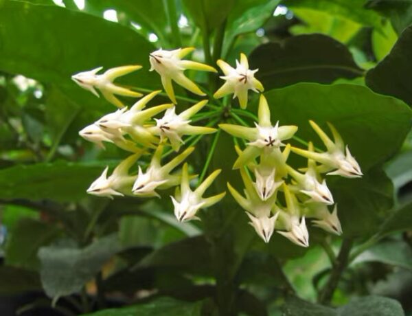 流星球蘭 Shooting Star Hoya (Hoya multiflora)：圖片 3