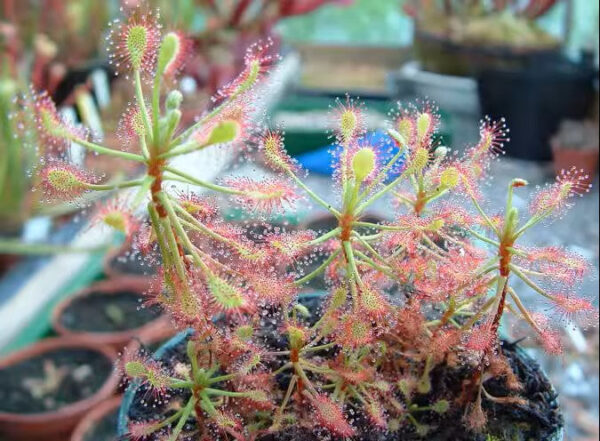 馬達加斯加毛氈苔茅膏菜 Drosera madagascariensis：圖片 2