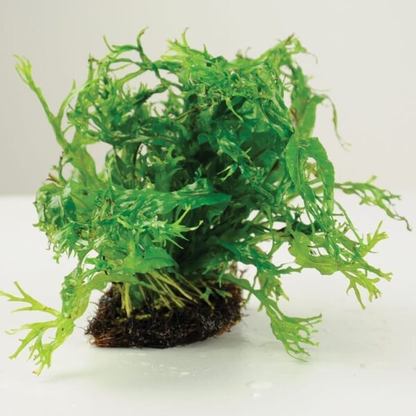 鹿角铁皇冠  Java Fern Windelov (Microsuinm pteropus 'Windelov') (8 - 15 cm)：圖片 3