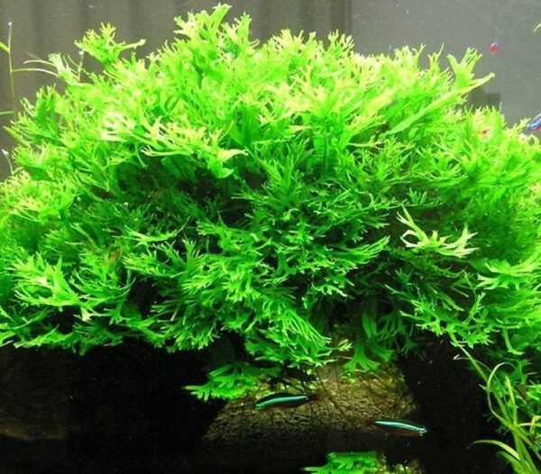 鹿角铁皇冠  Java Fern Windelov (Microsuinm pteropus 'Windelov') (8 - 15 cm)：圖片 2