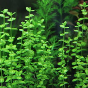 西瓜對葉 Water Hyssop (Lindernia rotundifolia)