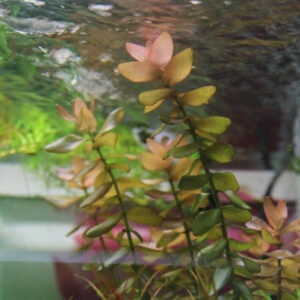 粉紅虎耳 Mint Bacopa (Bacopa caroliniana 'colorata')