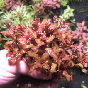 紅唇丁香 Ludwigia Guinea