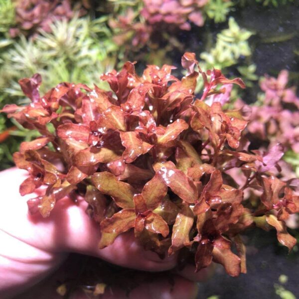 紅唇丁香 Ludwigia Guinea (Ludwigia senegalensis)