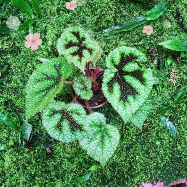 鐵甲秋海棠 Begonia Iron Cross (Begonia Masoniana)：圖片 2