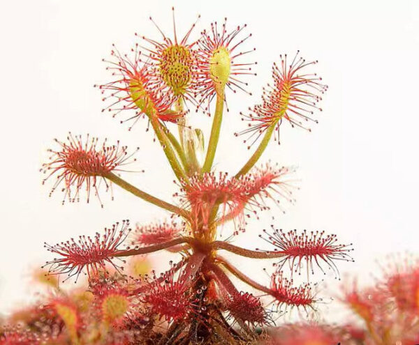 馬達加斯加毛氈苔茅膏菜 Drosera madagascariensis