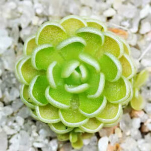 愛絲捕蟲堇 Butterworts (Pinguicula esseriana)