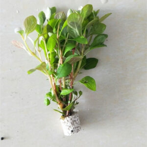 蘋果草 Chinese Lvy (Cardamine lyrata)