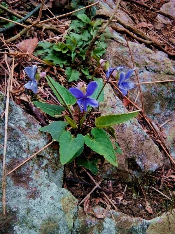 紫花地丁 Viola Philippica (Viola yedoensis)：圖片 5