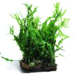 鹿角铁皇冠 Java Fern Windelov
