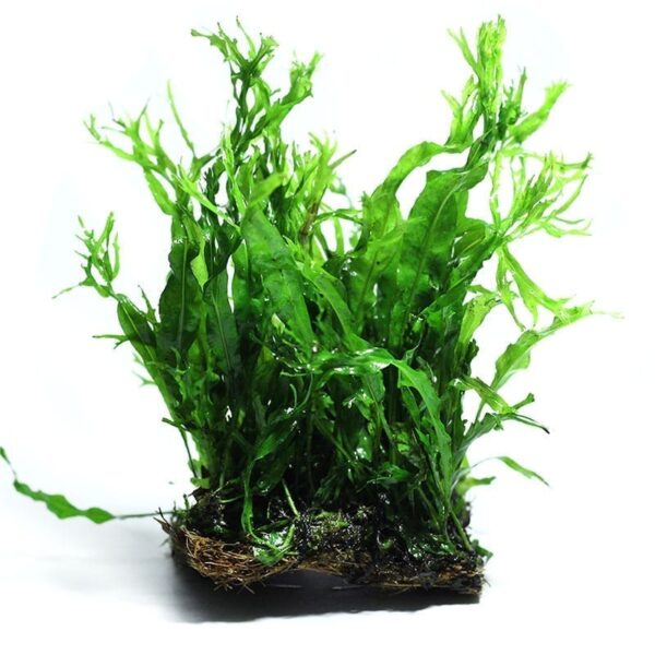 鹿角铁皇冠  Java Fern Windelov (Microsuinm pteropus 'Windelov') (8 - 15 cm)