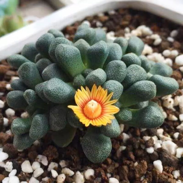 唐扇 Living stone (Aloinopsis schooneesii) (3-4cm)：圖片 4