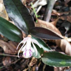 雲葉蘭 Nephelaphyllum tenuiflorum Blume sp.