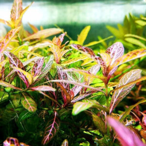 紅絲青葉 Dwarf Hygrophila (Hygrophila polysperma)