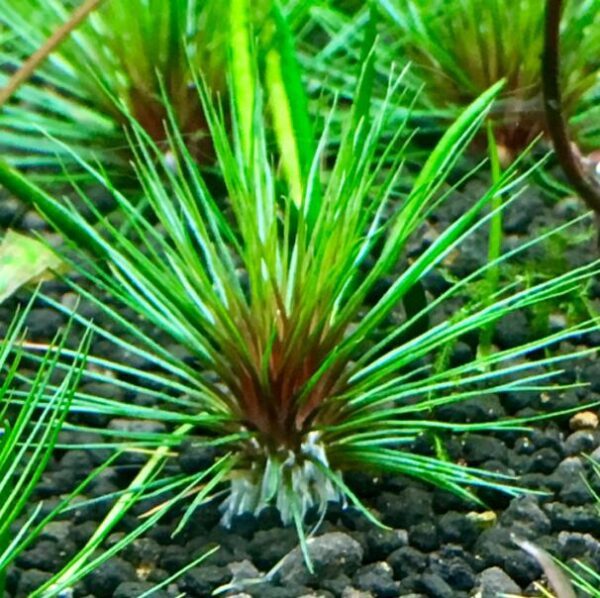 吐血古精 Blood vomit (Eriocaulon sp. Australia red)：圖片 2