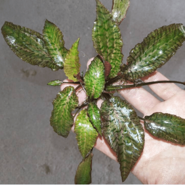 虎斑椒草 Cryptocoryne nurii：圖片 3