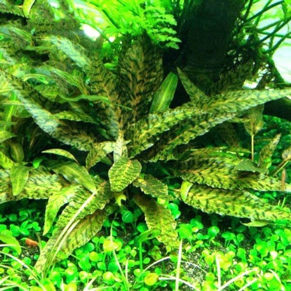 虎斑椒草 Cryptocoryne nurii：圖片 4