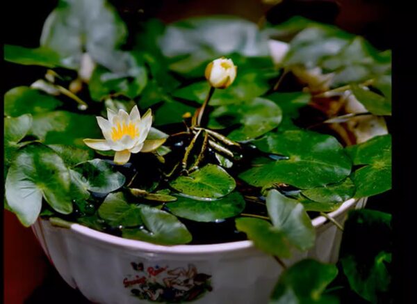 海爾芙拉睡蓮 Nymphaea 'Pygmaea helvola'