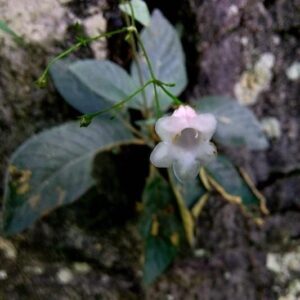 白花蛛毛苣苔 Paraboea martinii (Levl.) Burtt
