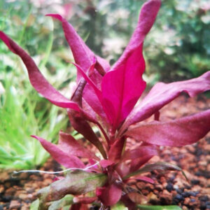 血心蘭 Telanthera (Alternanthera reineckii)