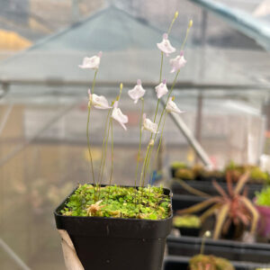 絨毛狸藻 Utricularia pubescens