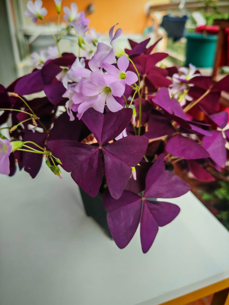 紫葉酢漿草 False Shamrock (Oxalis triangularis):圖片 4