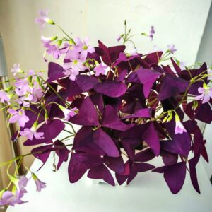 紫葉酢漿草 False Shamrock (Oxalis triangularis)