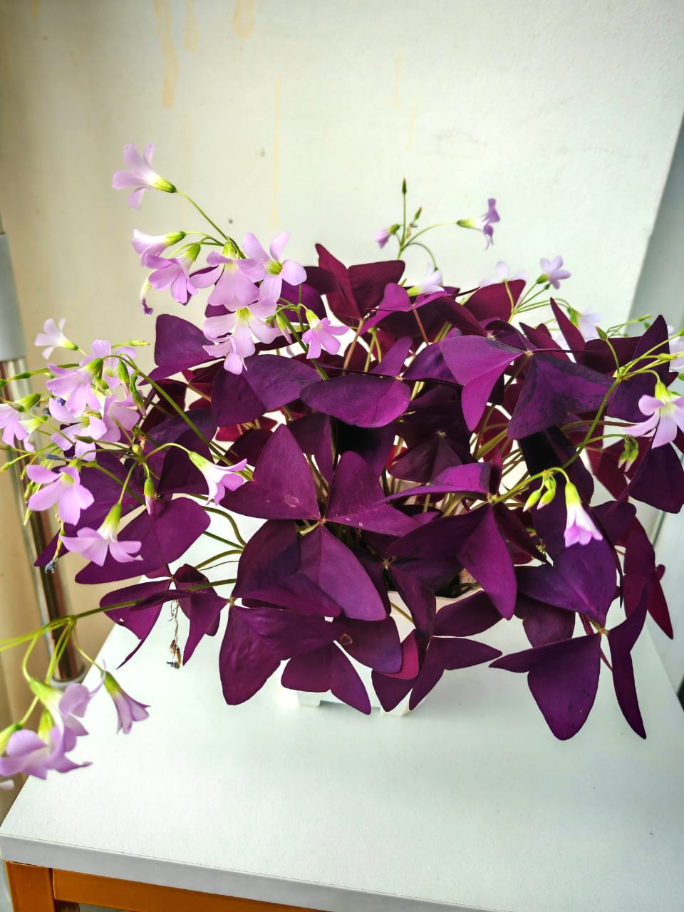 紫葉酢漿草 False Shamrock (Oxalis triangularis)