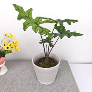 傑克琳海芋 Alocasia Jacklyn (Alocasia sulawesi sp.)