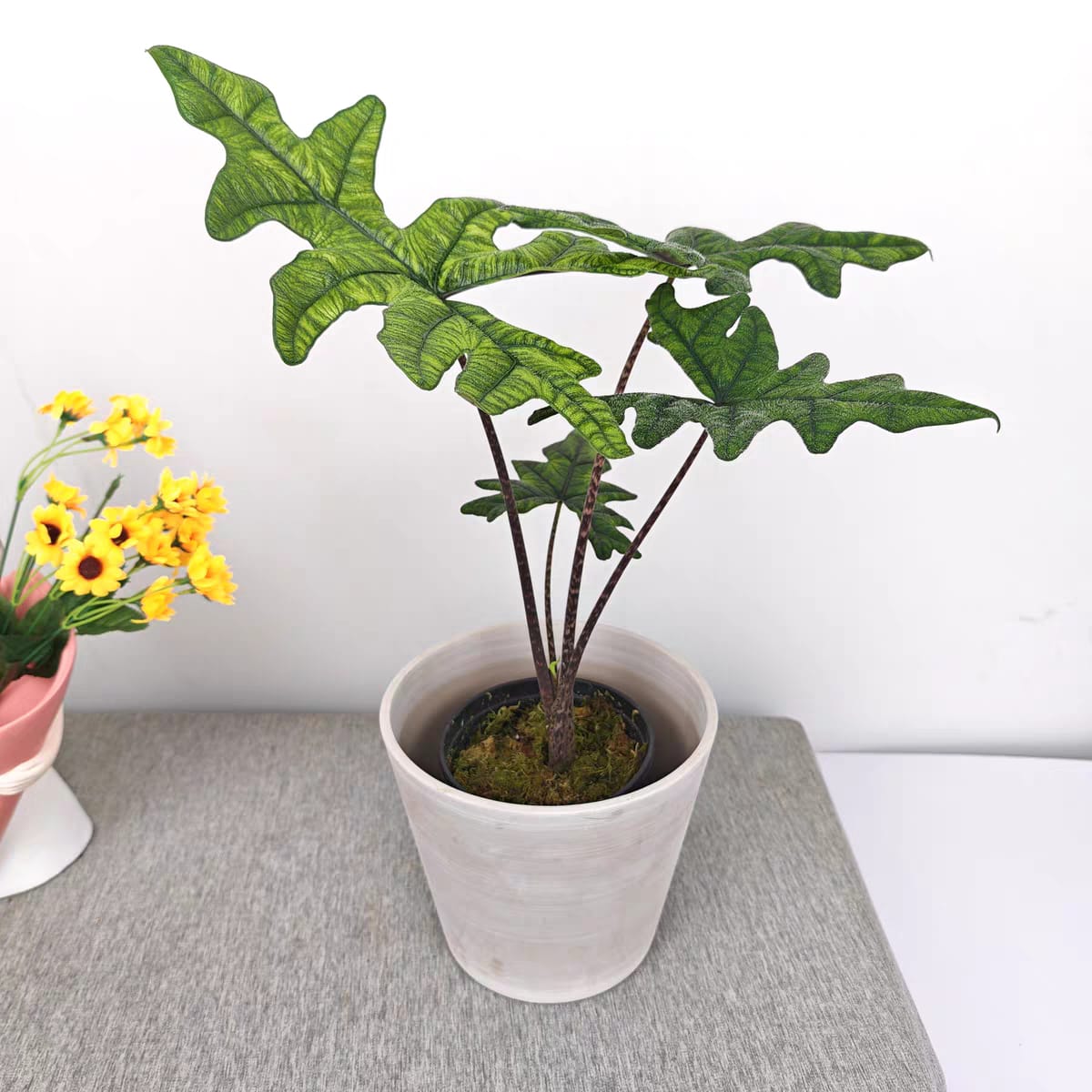 傑克琳海芋 Alocasia Jacklyn (Alocasia sulawesi sp.)