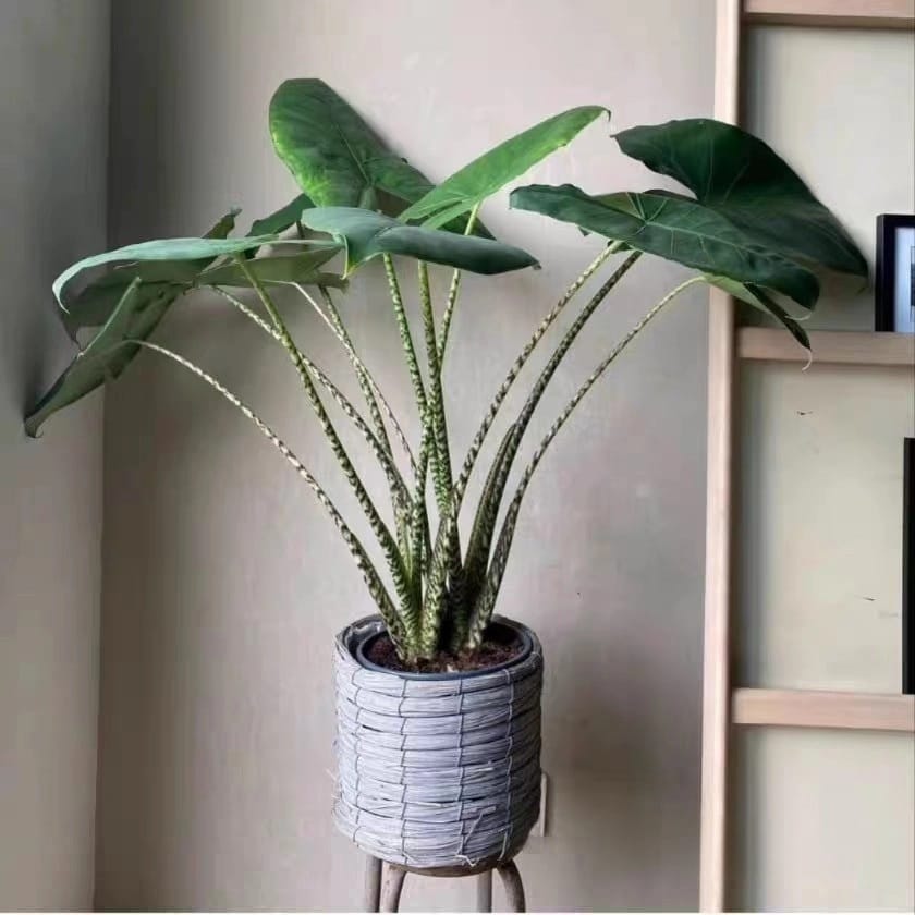 暗紋虎斑海芋 Alocasia zebrina 'Reticulata':圖片 3