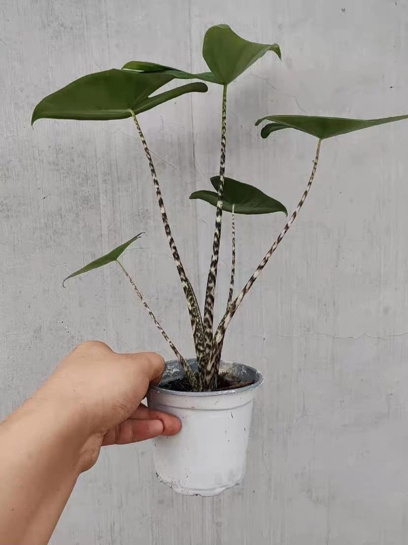暗紋虎斑海芋 Alocasia zebrina 'Reticulata':圖片 4