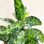 安達曼迷彩粗肋草 Aglaonema pictum tricolor