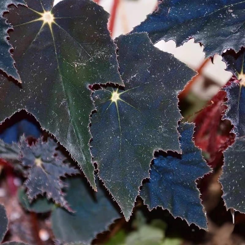 黑天鵝絨秋海棠(Begonia ‘Black Swan Velvet’)