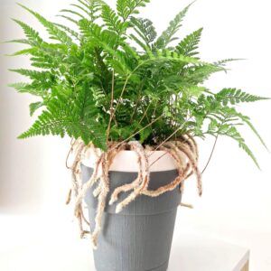 杯蓋陰石蕨 Rabbit's Foot Fern (Humata griffithiana)