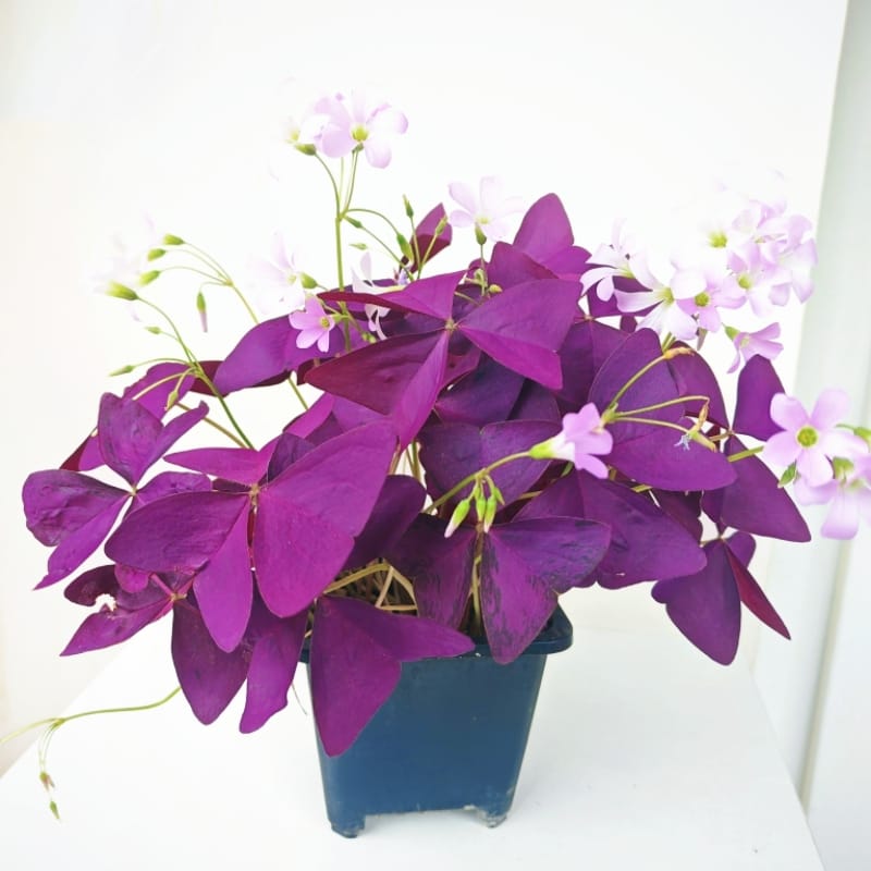 紫葉酢漿草 False Shamrock (Oxalis triangularis):圖片 5