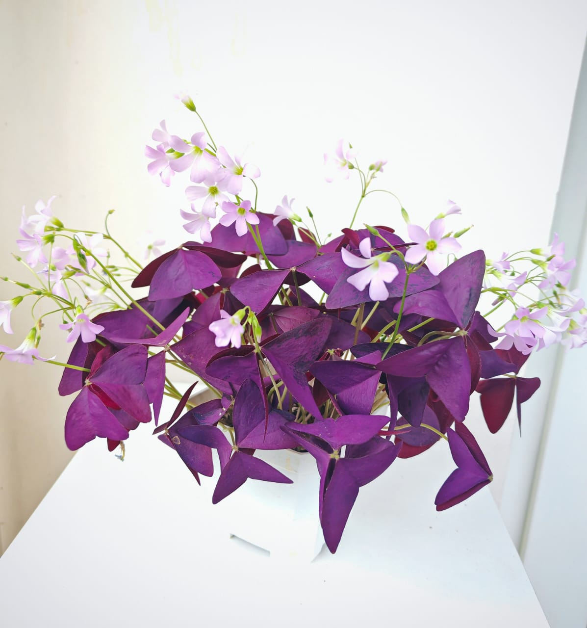 紫葉酢漿草 False Shamrock (Oxalis triangularis):圖片 7