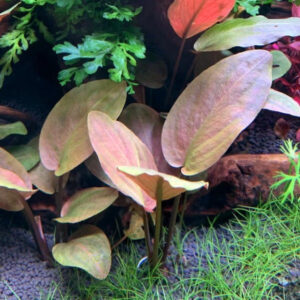 美波莉椒草, 印度芭蕉草II型 Lagenandra meeboldii 'Red'